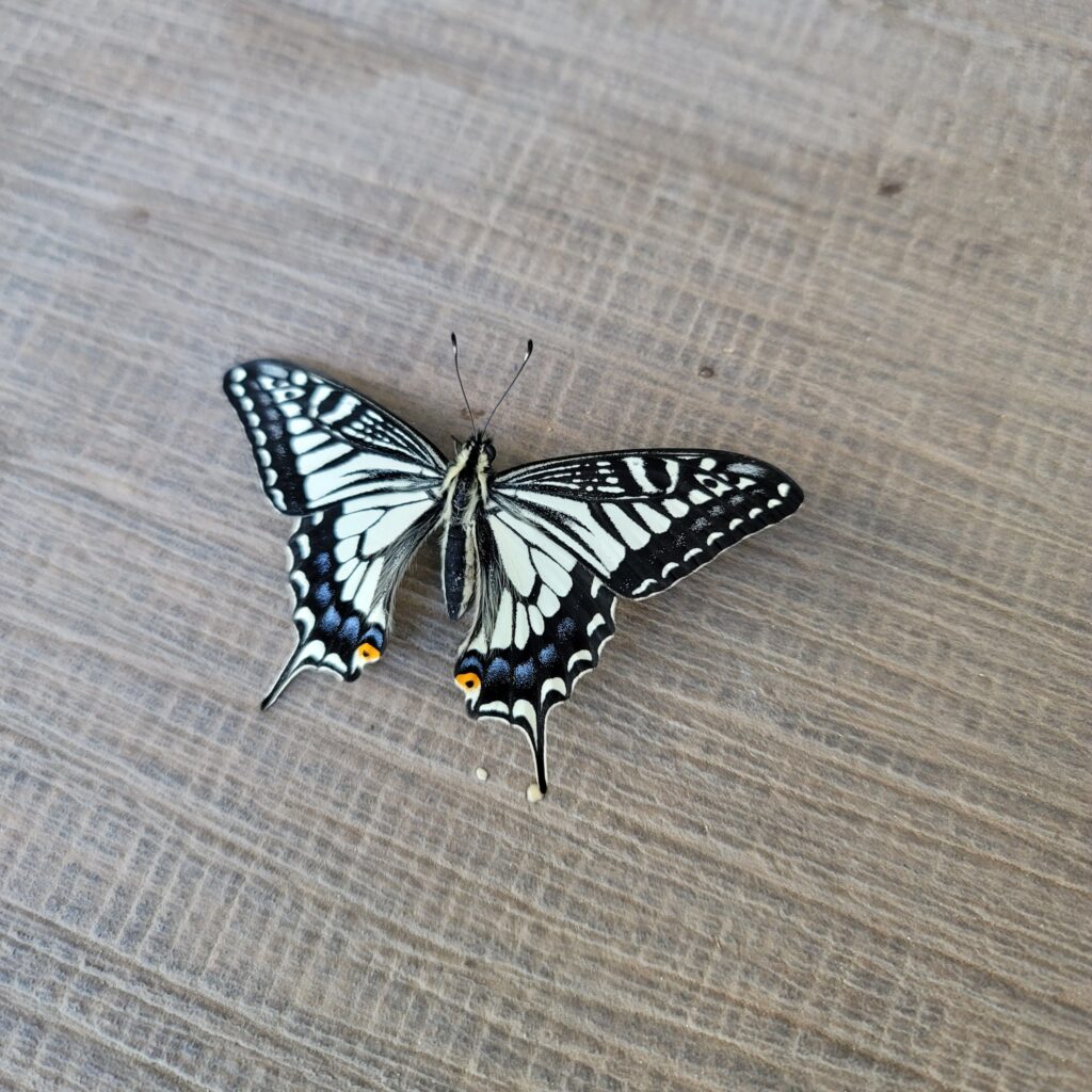 アゲハチョウの成虫が羽を広げている写真。