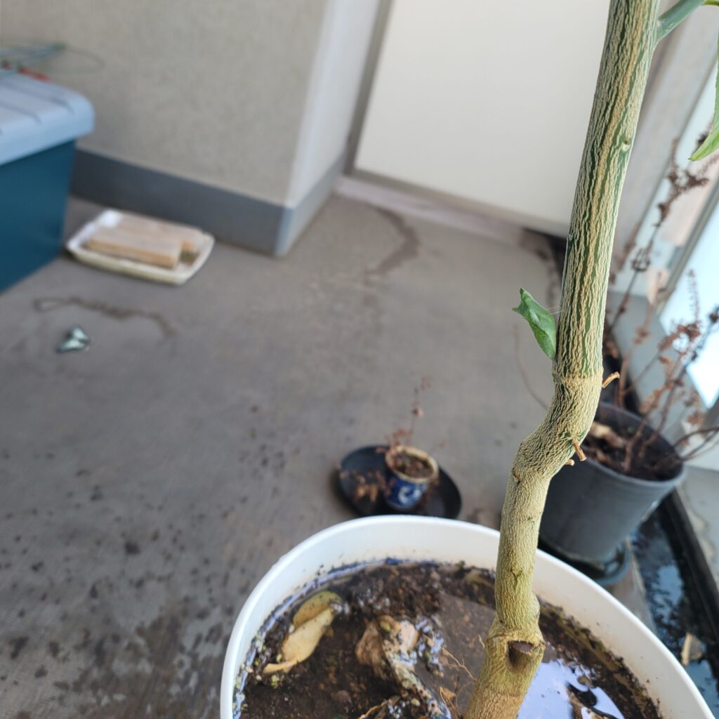 ベランダの写真。手前側にアゲハチョウのサナギがついたレモンの鉢。奥側の床に小さくアゲハチョウの成虫。