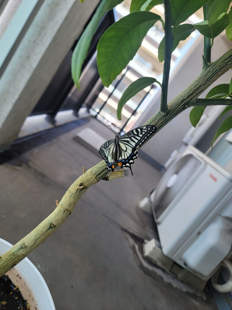 レモンの鉢植えにアゲハチョウが羽を広げてとまっている写真。幹にサナギの殻がついている