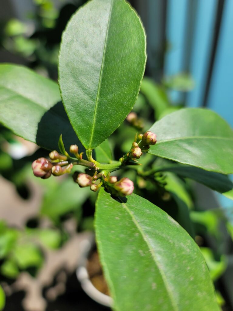 レモンのつぼみの写真