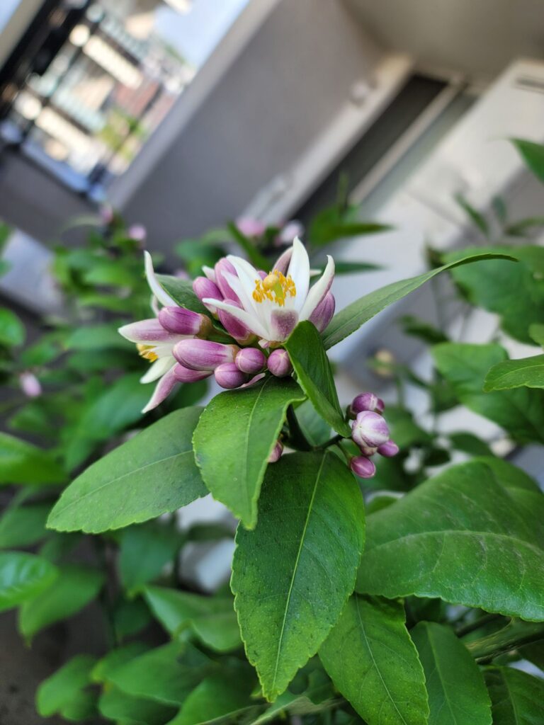 レモンの花、つぼみ、葉の写真。
