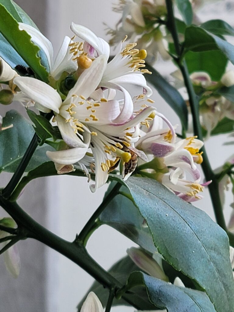 レモンの花に頭を突っ込んでいるミツバチの写真