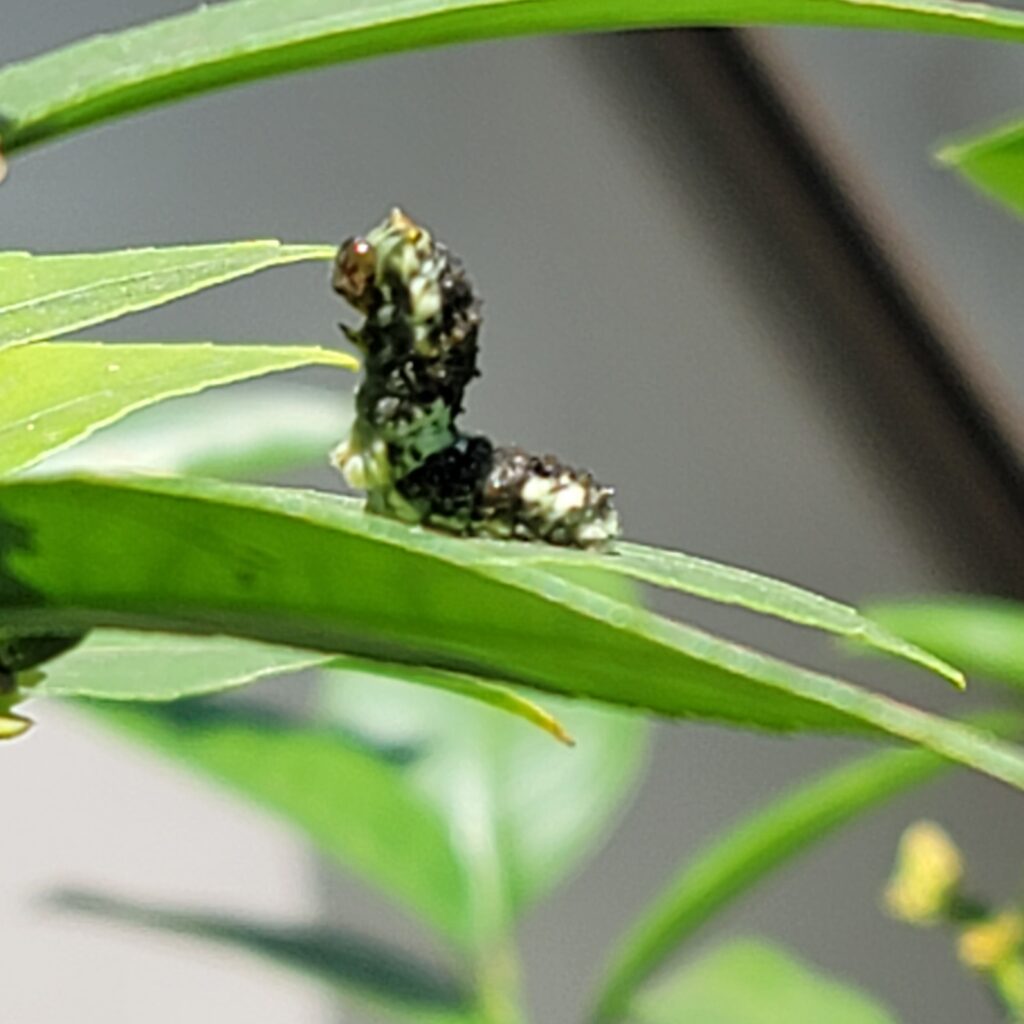 上体を起こして脱皮しようとするアゲハチョウの四齢幼虫の写真