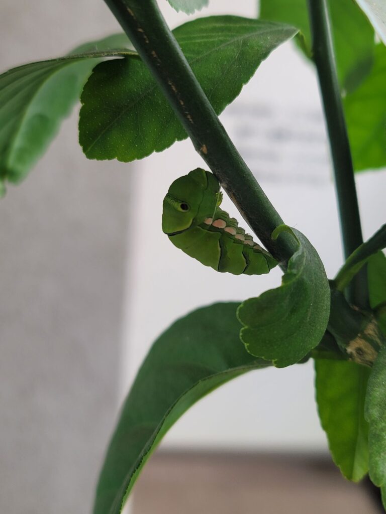 サナギっぽい体勢を取るアゲハチョウの終齢幼虫の写真